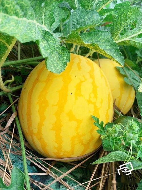 启海吃瓜王,揭秘娱乐圈幕后风云